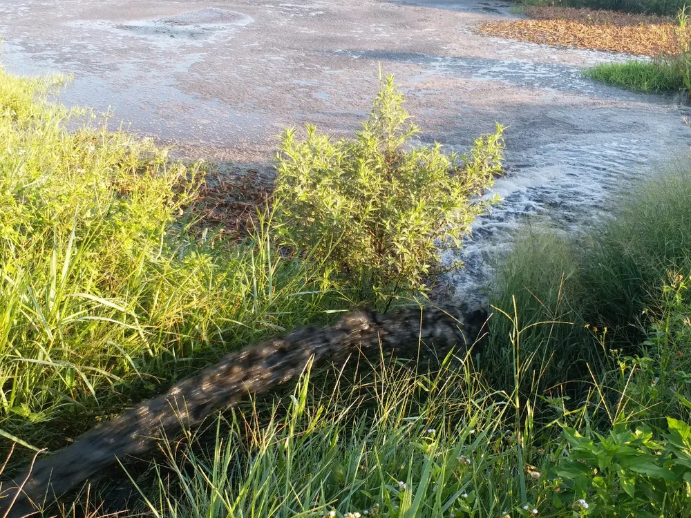 Hà Tĩnh: Xử lý vi phạm trong chăn nuôi, bảo vệ môi trường tại Dự án trang trại chăn nuôi bò sữa cao sản Bắc Hà ảnh 1