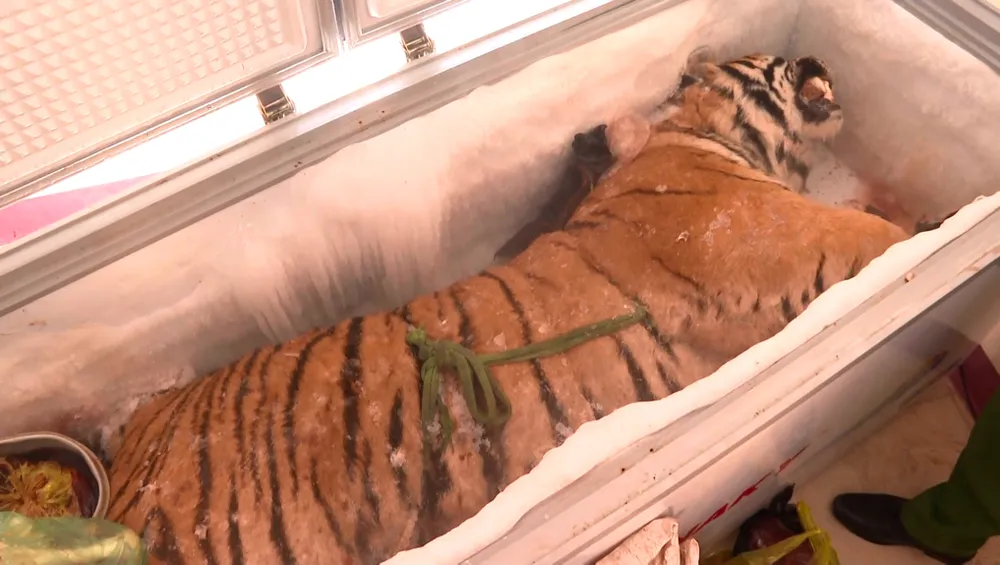 Hà Tĩnh: Phát hiện xác hổ đông lạnh nặng 160kg trong nhà dân ảnh 1