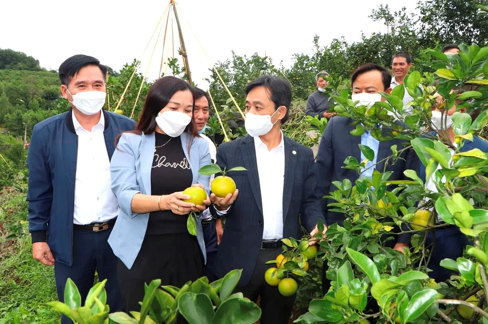 Hà Tĩnh: Đề nghị hỗ trợ quảng bá thương hiệu, kết nối tiêu thụ cam ảnh 1