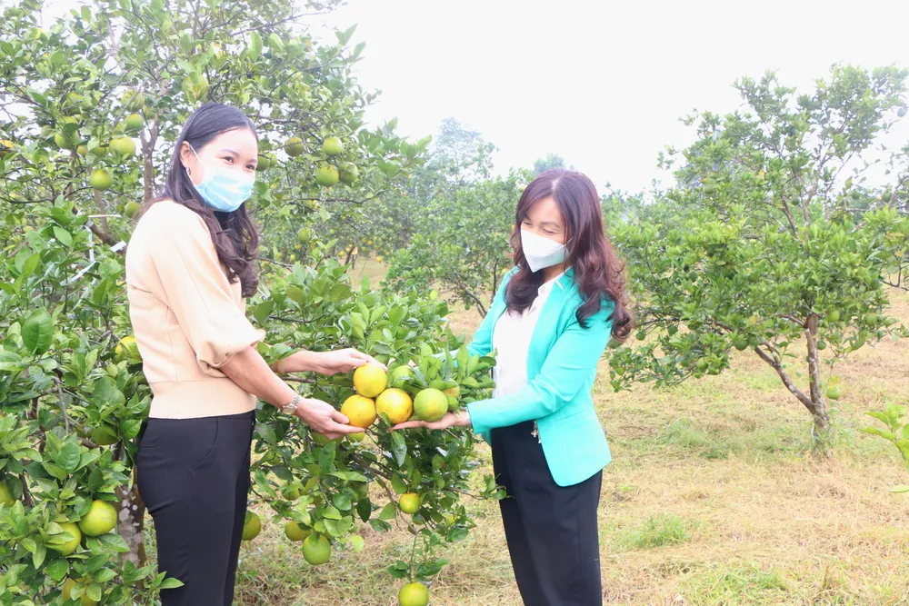 Hà Tĩnh: Đề nghị hỗ trợ quảng bá thương hiệu, kết nối tiêu thụ cam ảnh 2