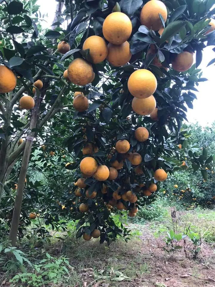 Hà Tĩnh tổ chức hội nghị quảng bá thương hiệu, xúc tiến tiêu thụ cam ảnh 3