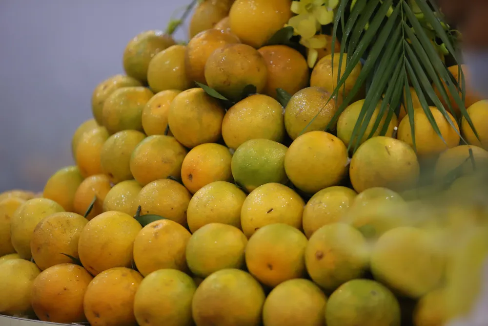 Hà Tĩnh tổ chức hội nghị quảng bá thương hiệu, xúc tiến tiêu thụ cam ảnh 5