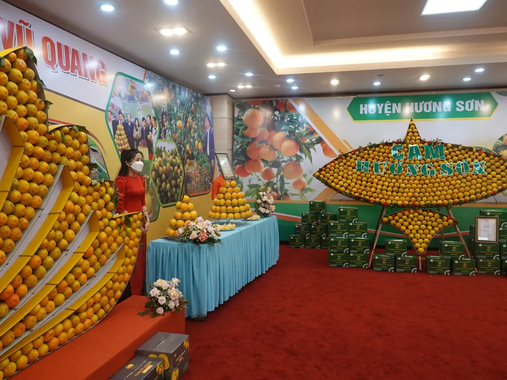 Hà Tĩnh tổ chức hội nghị quảng bá thương hiệu, xúc tiến tiêu thụ cam ảnh 4