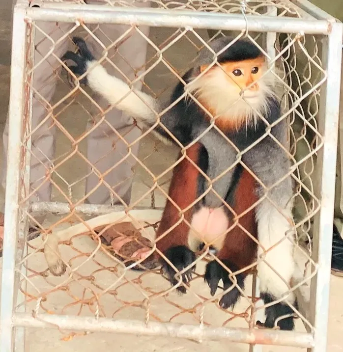 Hà Tĩnh: Tiếp nhận cá thể voọc chà vá chân nâu quý hiếm  ảnh 1