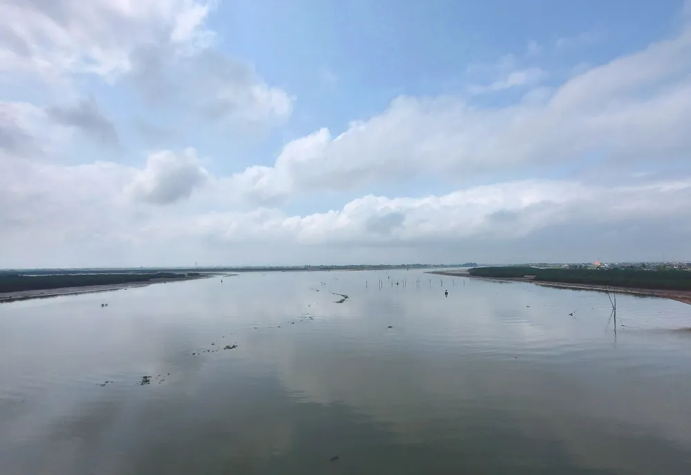 Hà Tĩnh: Trồng thêm rừng ngập mặn dọc bãi bồi ven sông cửa biển ảnh 2