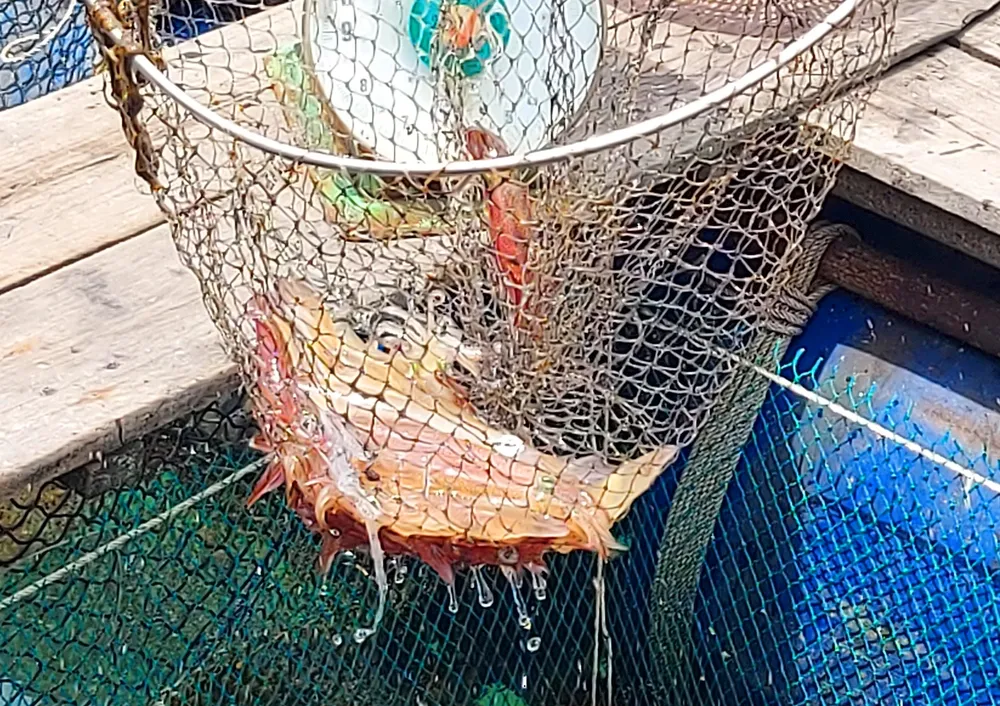 Hà Tĩnh: Mực nhảy Vũng Áng hấp dẫn du khách ảnh 16 Hà Tĩnh: Mực nhảy Vũng Áng hấp dẫn du khách ảnh 16