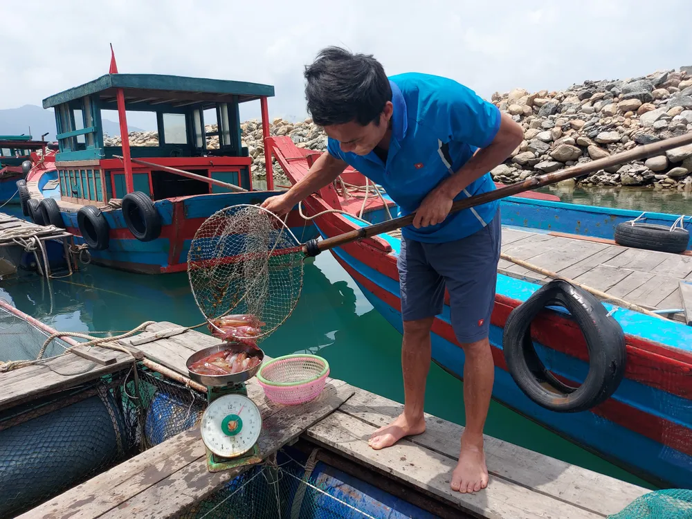 Hà Tĩnh: Mực nhảy Vũng Áng hấp dẫn du khách ảnh 2 Hà Tĩnh: Mực nhảy Vũng Áng hấp dẫn du khách ảnh 2