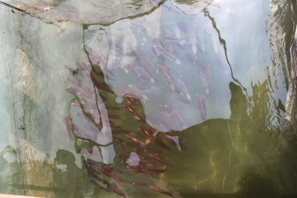 Hà Tĩnh: Mực nhảy Vũng Áng hấp dẫn du khách ảnh 4 Hà Tĩnh: Mực nhảy Vũng Áng hấp dẫn du khách ảnh 4