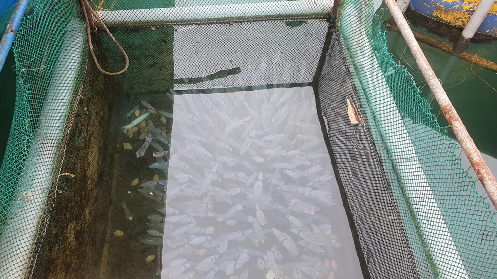 Hà Tĩnh: Mực nhảy Vũng Áng hấp dẫn du khách ảnh 14 Hà Tĩnh: Mực nhảy Vũng Áng hấp dẫn du khách ảnh 14