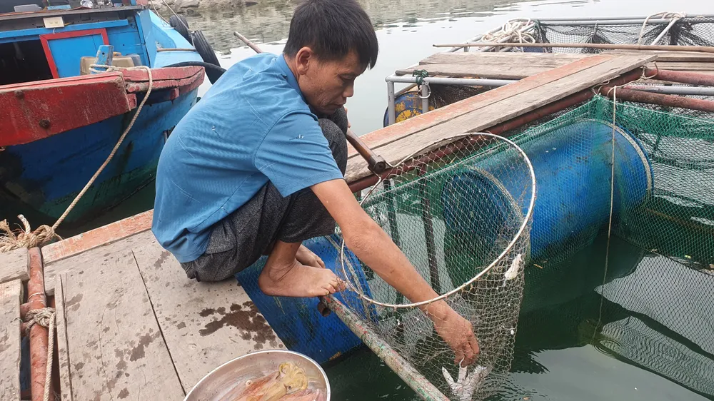 Hà Tĩnh: Mực nhảy Vũng Áng hấp dẫn du khách ảnh 15 Hà Tĩnh: Mực nhảy Vũng Áng hấp dẫn du khách ảnh 15