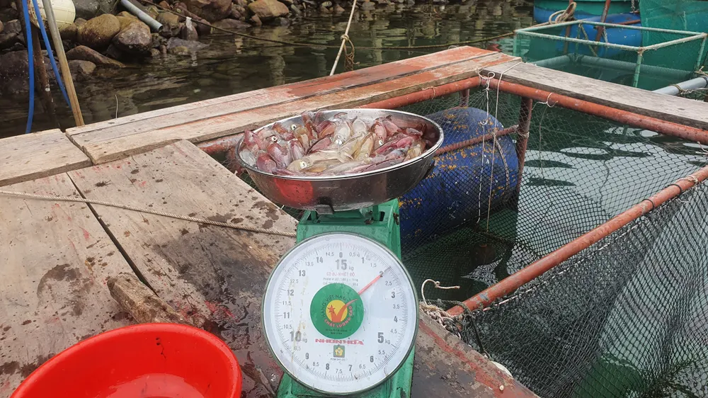 Hà Tĩnh: Mực nhảy Vũng Áng hấp dẫn du khách ảnh 6 Hà Tĩnh: Mực nhảy Vũng Áng hấp dẫn du khách ảnh 6