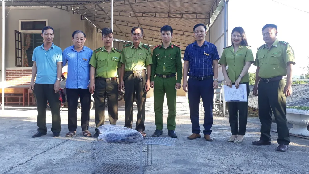 Rắn hổ mang chúa dài hơn 3m, nặng 2,6kg bò vào trường học  ảnh 1