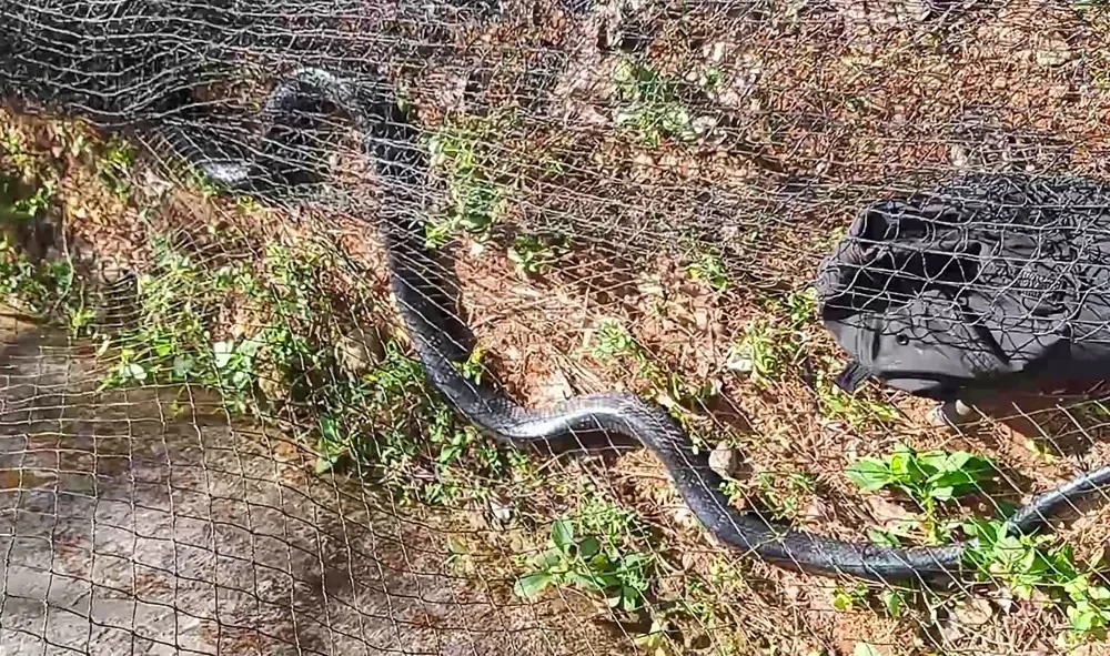 Rắn hổ mang chúa dài hơn 3m, nặng 2,6kg bò vào trường học  ảnh 2