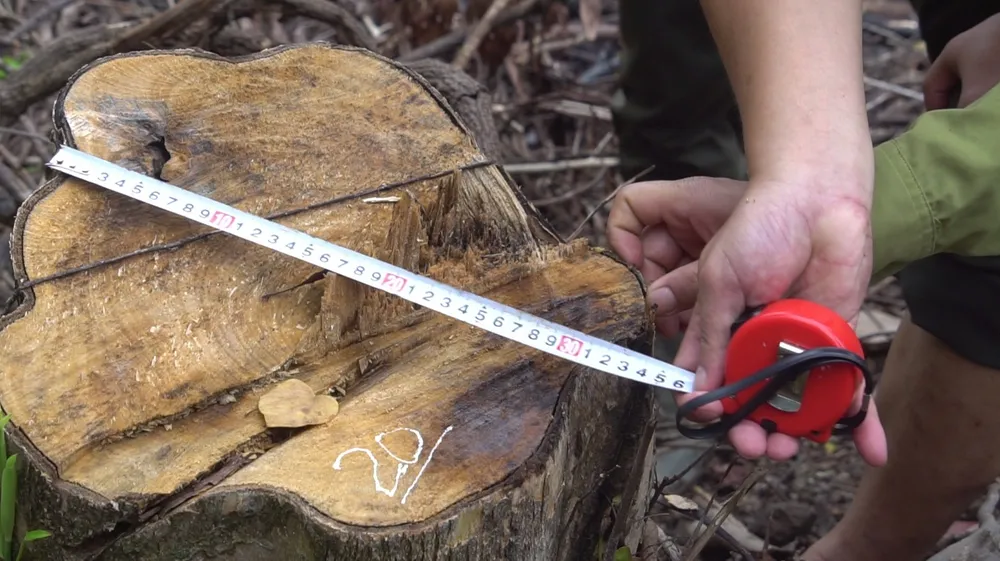 Đình chỉ công tác trưởng phòng quản lý bảo vệ rừng để xác minh vụ phá rừng  ảnh 2