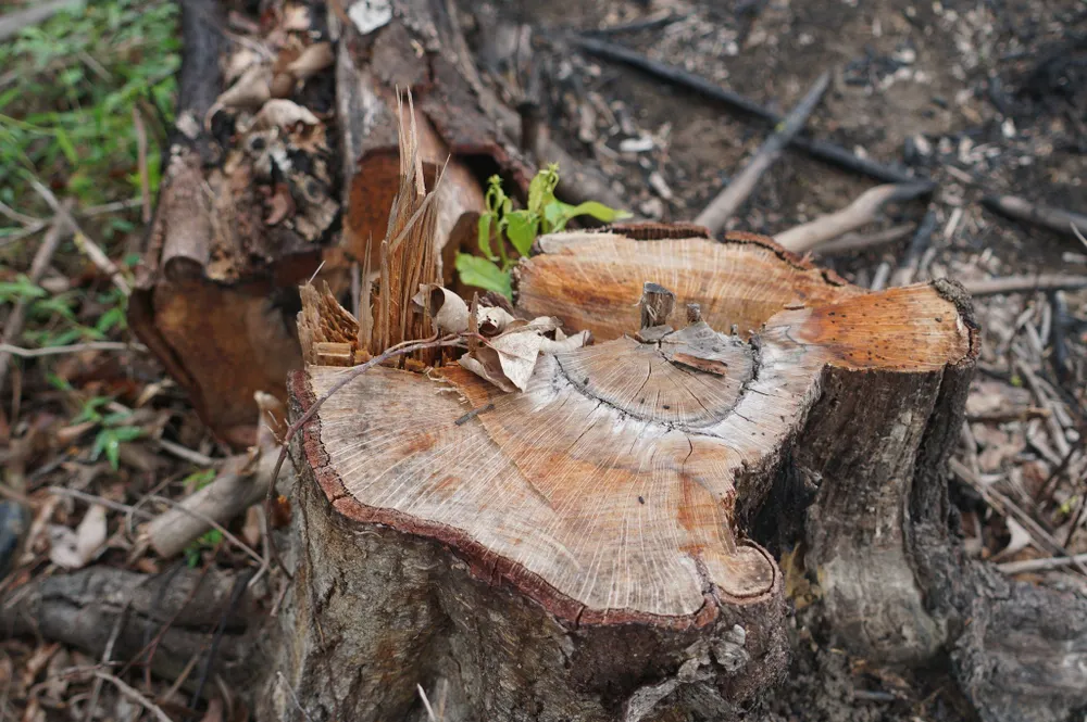 Đình chỉ công tác trưởng phòng quản lý bảo vệ rừng để xác minh vụ phá rừng  ảnh 3
