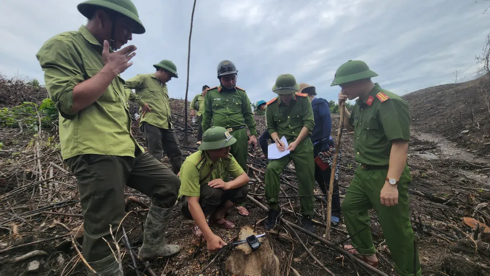 Đình chỉ công tác trưởng phòng quản lý bảo vệ rừng để xác minh vụ phá rừng  ảnh 8