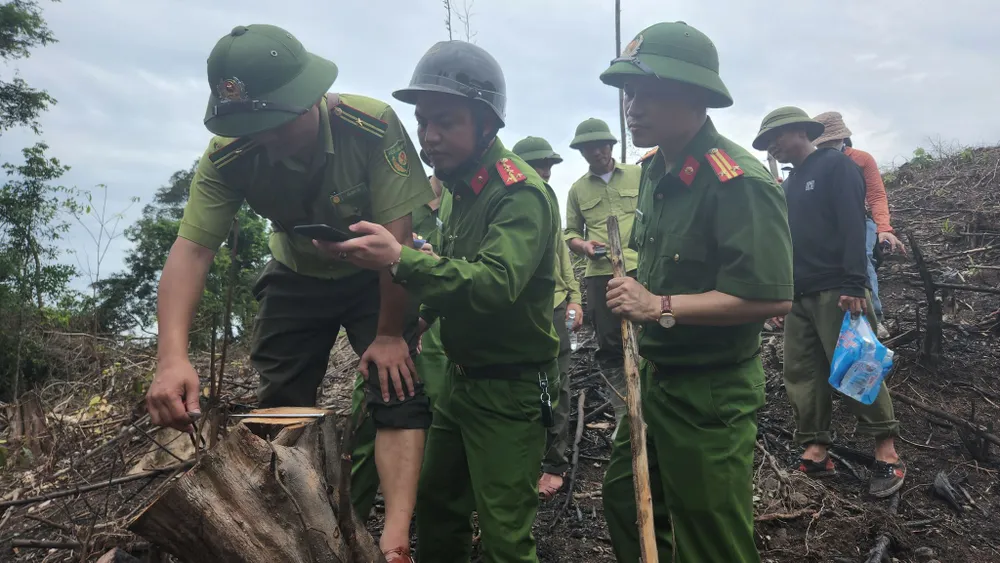 Đình chỉ công tác trưởng phòng quản lý bảo vệ rừng để xác minh vụ phá rừng  ảnh 10
