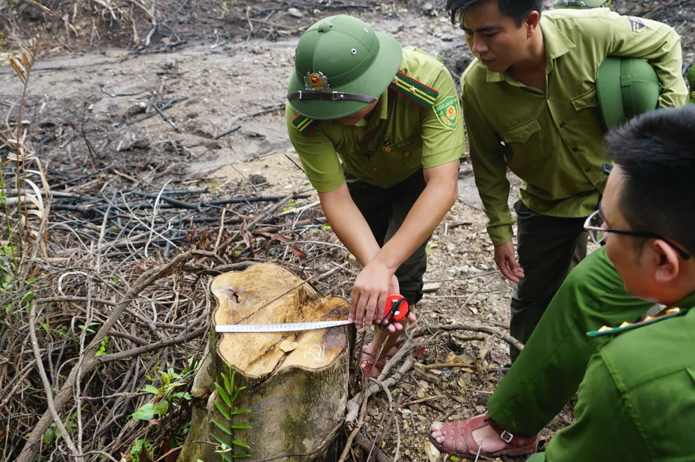 Đình chỉ công tác trưởng phòng quản lý bảo vệ rừng để xác minh vụ phá rừng  ảnh 1