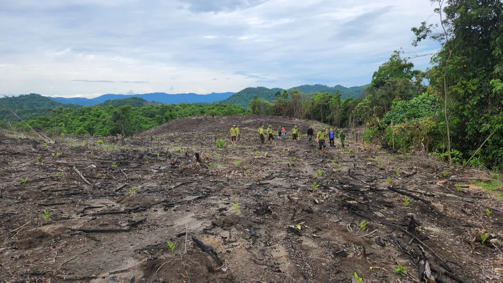 Đình chỉ công tác trưởng phòng quản lý bảo vệ rừng để xác minh vụ phá rừng  ảnh 5
