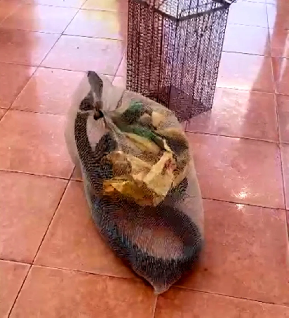 Người dân giao nộp rắn hổ mang chúa nặng 5,5kg ảnh 1