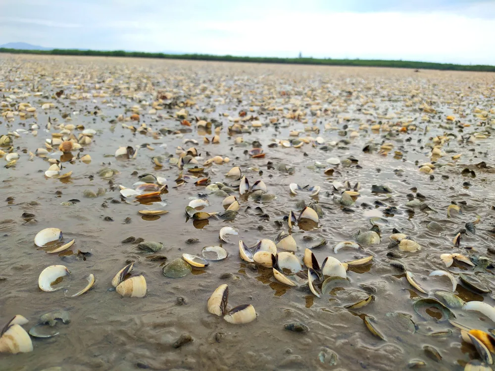 Hà Tĩnh: Nghêu nuôi chết hàng loạt chưa rõ nguyên nhân ảnh 2
