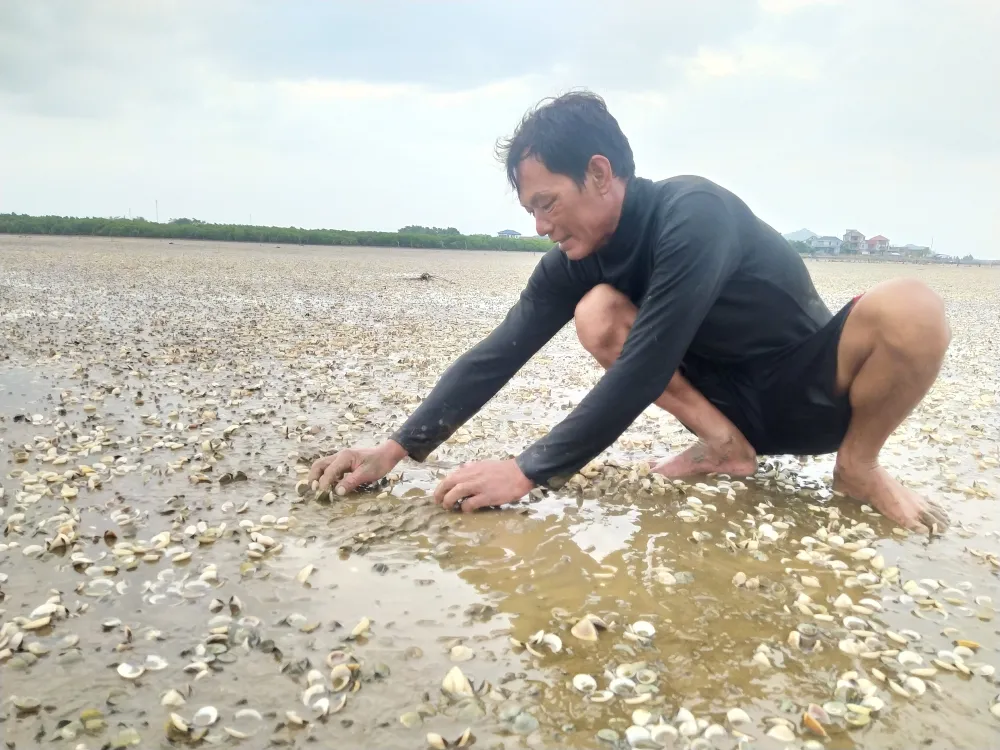Hà Tĩnh: Nghêu nuôi chết hàng loạt chưa rõ nguyên nhân ảnh 1