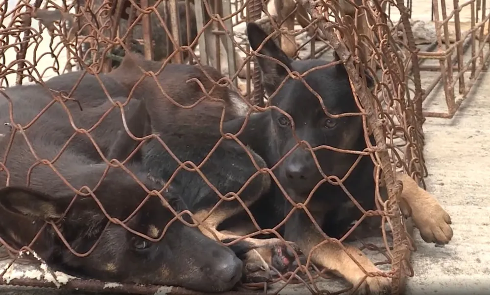 Bắt giữ băng nhóm gây ra hàng loạt vụ trộm chó ở Hà Tình ảnh 4