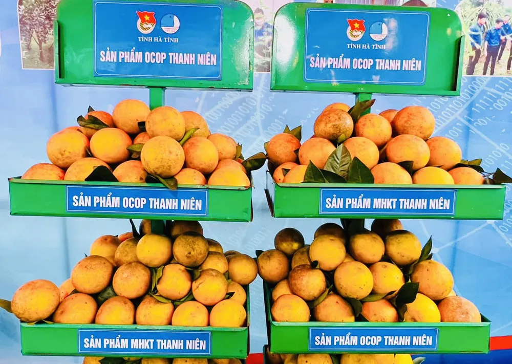 Hiện nay, Hà Tĩnh có hơn 7.714ha diện tích trồng cam, trong đó, diện tích cây cam được chứng nhận đạt tiêu chuẩn VietGAP là 1.997ha. Năng suất vụ cam năm 2022 ước đạt 10-12 tấn/ha, tổng sản lượng gần 65.000 tấn Hiện nay, Hà Tĩnh có hơn 7.714ha diện tích trồng cam, trong đó, diện tích cây cam được chứng nhận đạt tiêu chuẩn VietGAP là 1.997ha. Năng suất vụ cam năm 2022 ước đạt 10-12 tấn/ha, tổng sản lượng gần 65.000 tấn