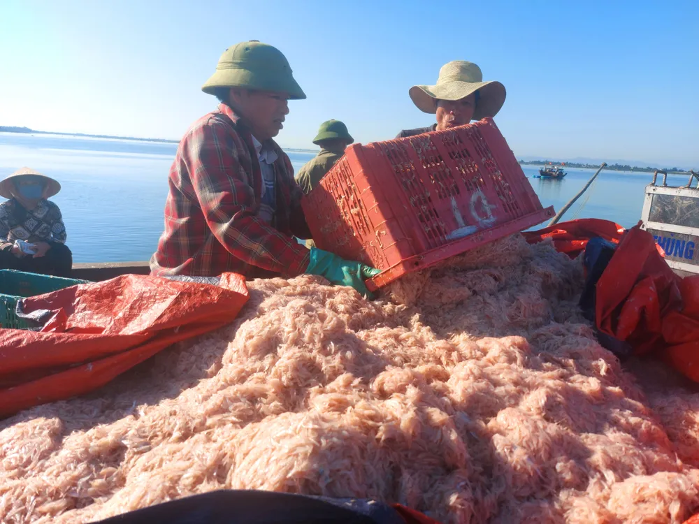 Ruốc biển được đưa từ tàu lên chất đầy xe kéo