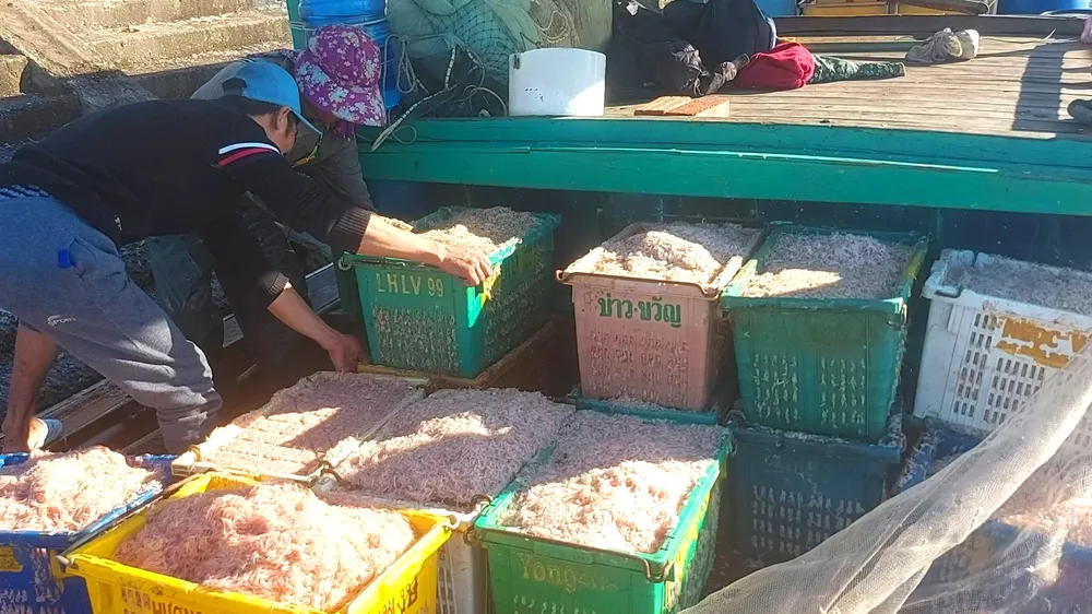 Bốc ruốc biển từ tàu lên cảng cá Cửa Sót