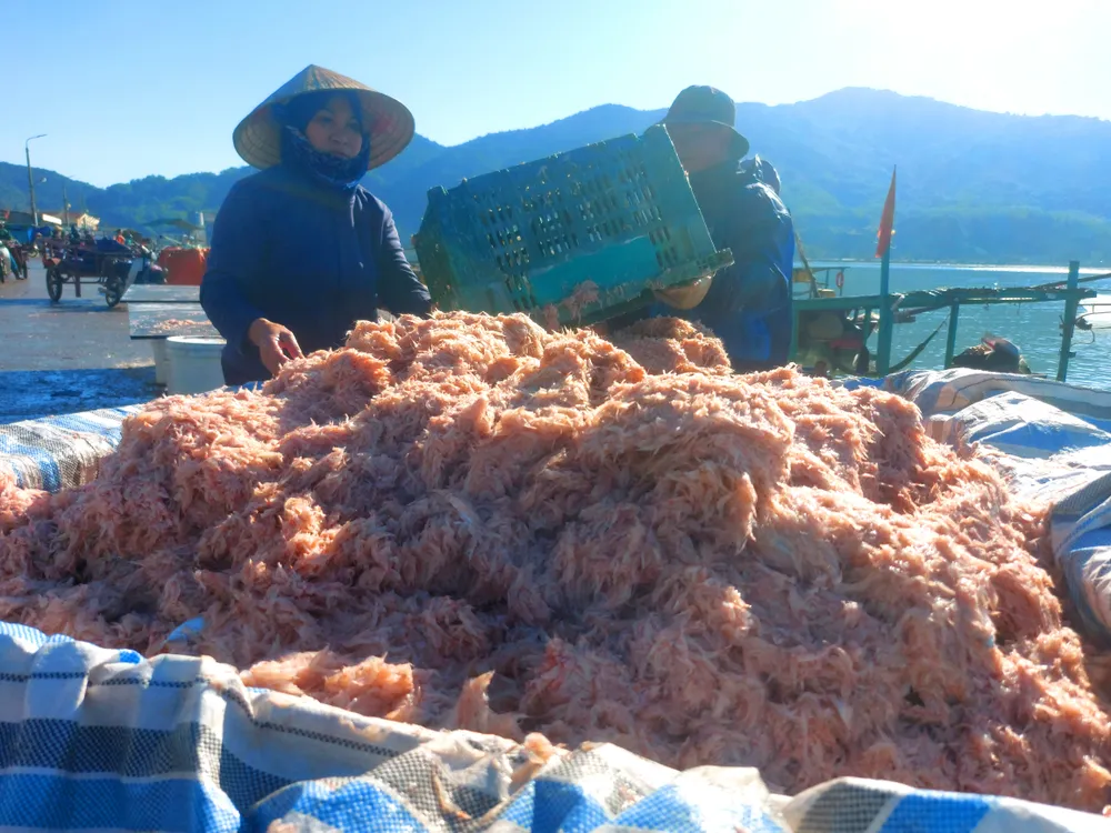 Ruốc biển chất đầy tại cảng cá Cửa Sót