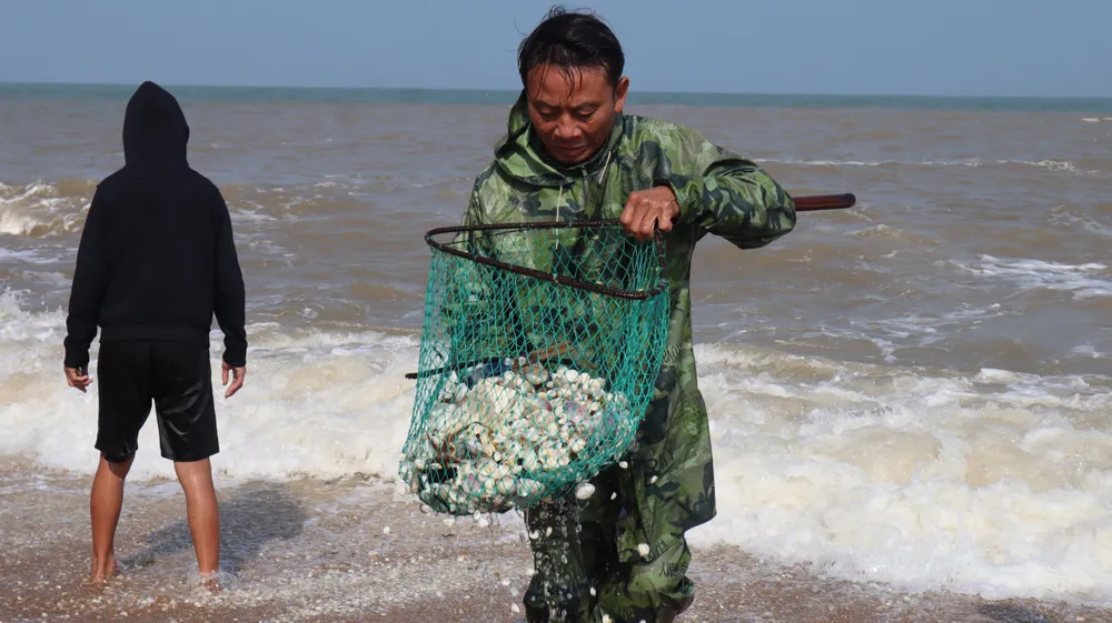 Dùng vợt lưới cào sò dưới cát... Dùng vợt lưới cào sò dưới cát...