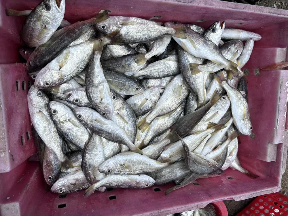Những mẻ cá đù biển tươi rói Những mẻ cá đù biển tươi rói