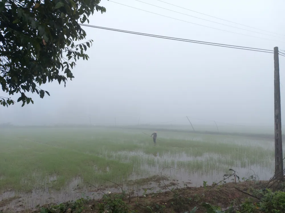 Bà con nông dân ra đồng làm muộn trong sương mù dày đặc