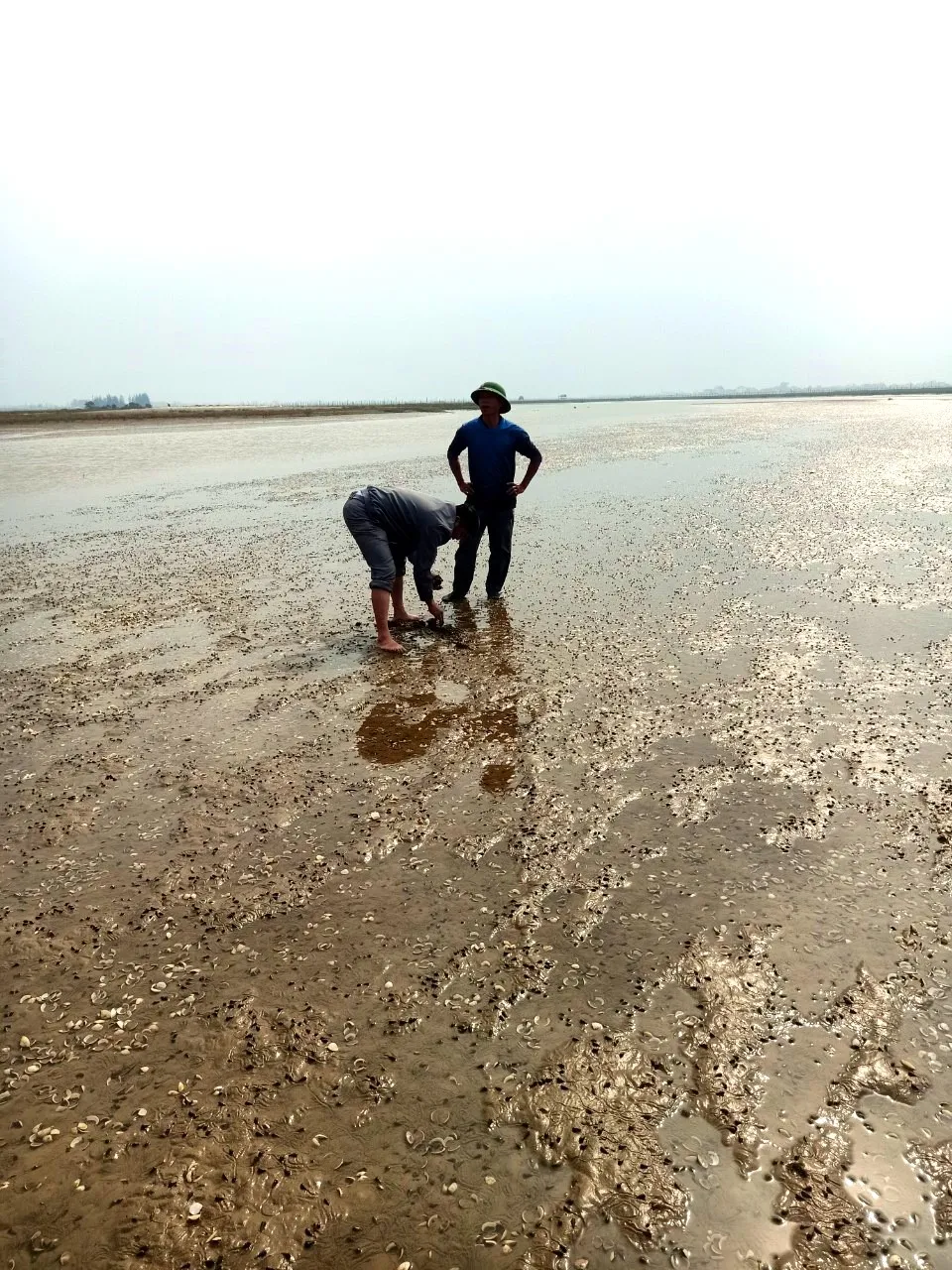 Nghêu nuôi bị chết gây thiệt hại cho người dân