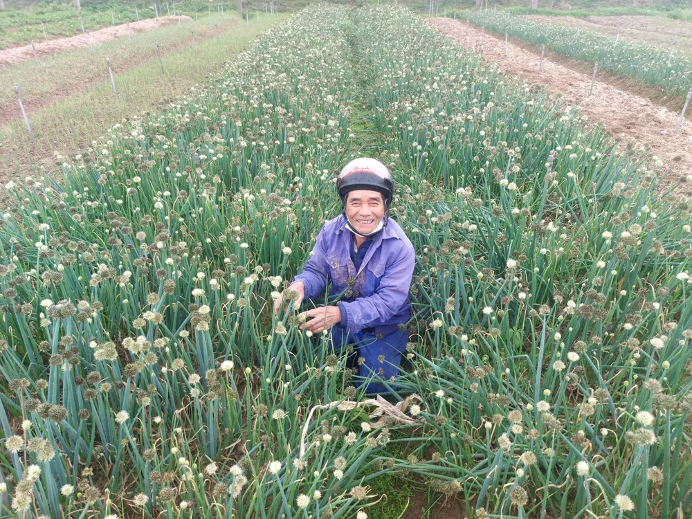 Ông Trần Bích Nhân (ở thôn Lồng Lộng, xã Thuần Thiện) bên ruộng hành lá