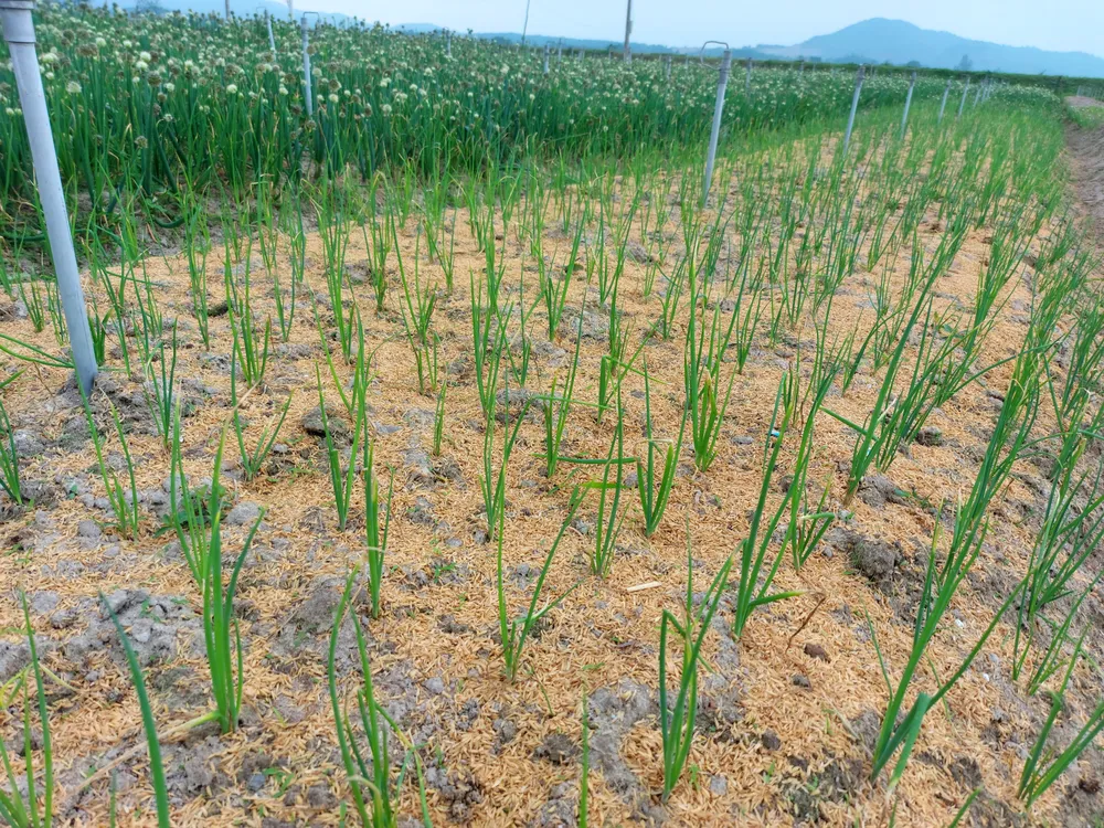 Vựa hành lá ở thôn Lồng Lộng cho thu hoạch liên tục quanh năm
