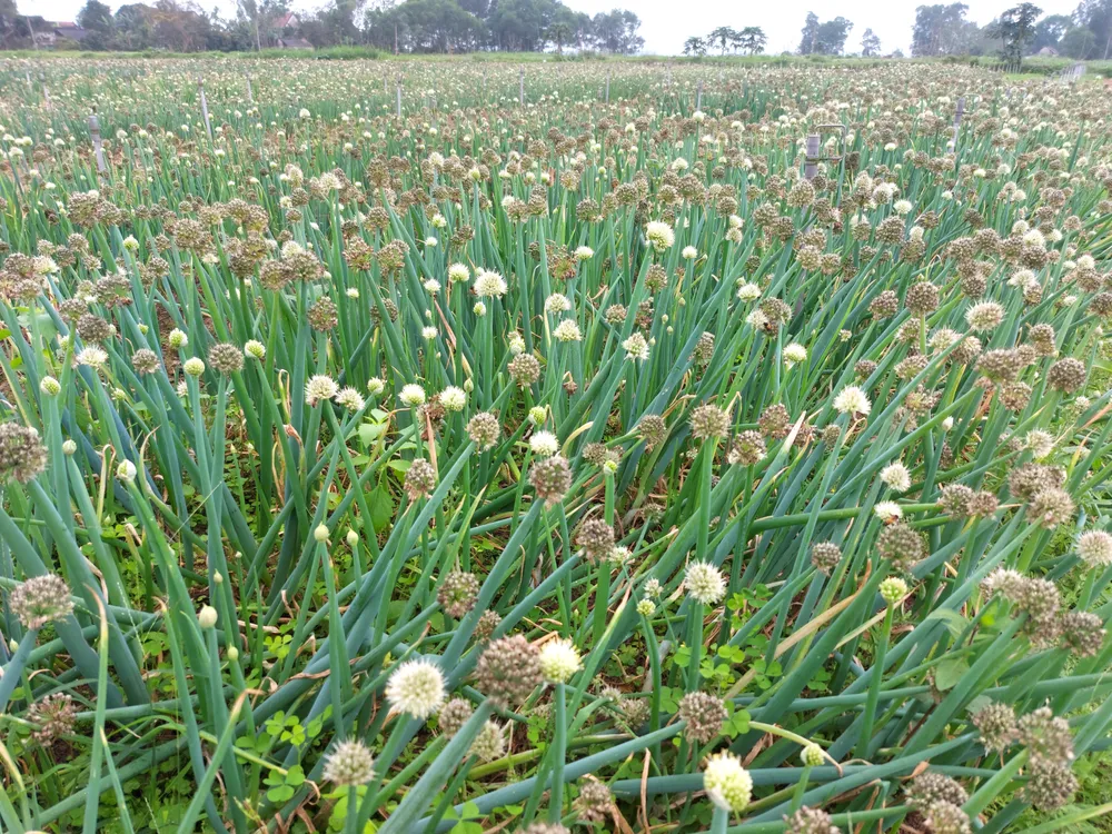 Vựa hành lá ở thôn Lồng Lộng đã tạo được thương hiệu nổi tiếng