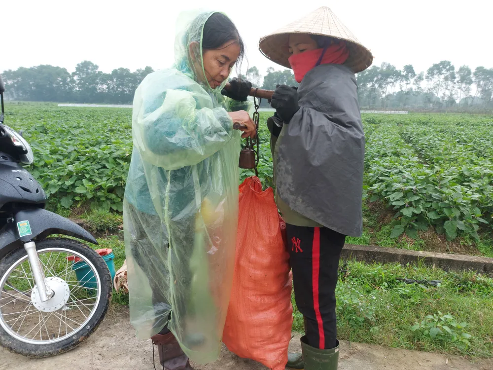 Cân mua cà tại ruộng ở thôn Sơn Phú (xã Thượng Lộc)