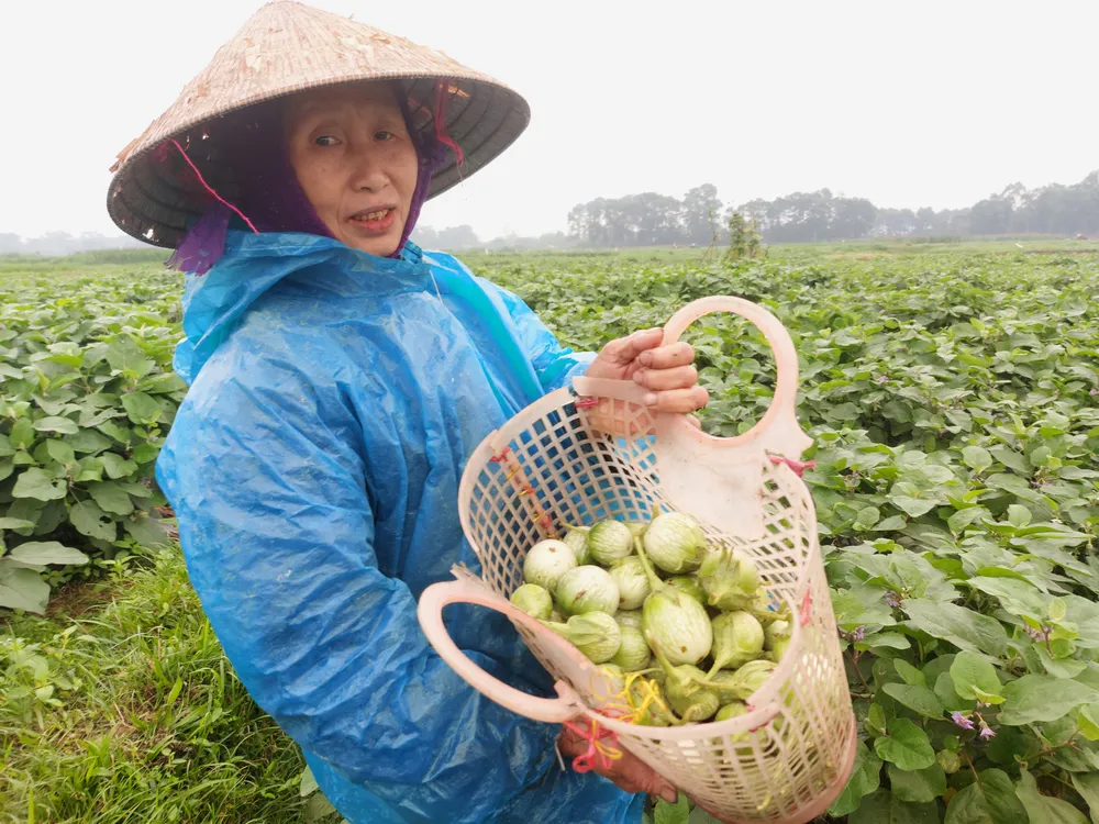 Bà Nguyễn Thị Hà thu hoạch cà trên ruộng của mình