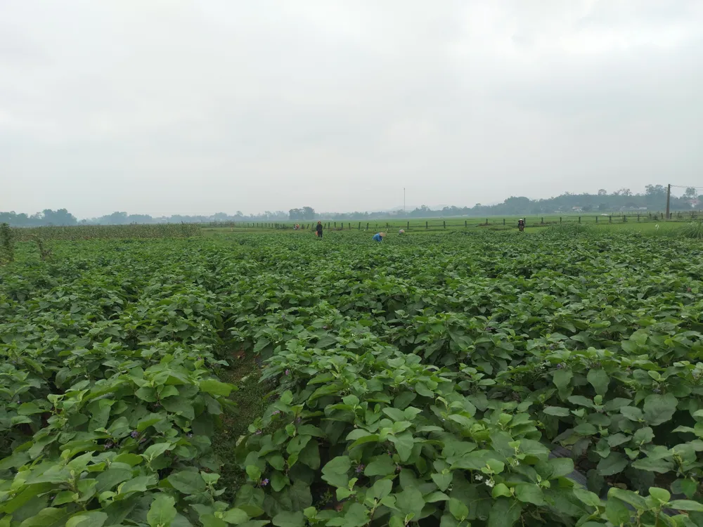 Vựa cà ở thôn Sơn Phú (xã Thượng Lộc, huyện Can Lộc, Hà Tĩnh)