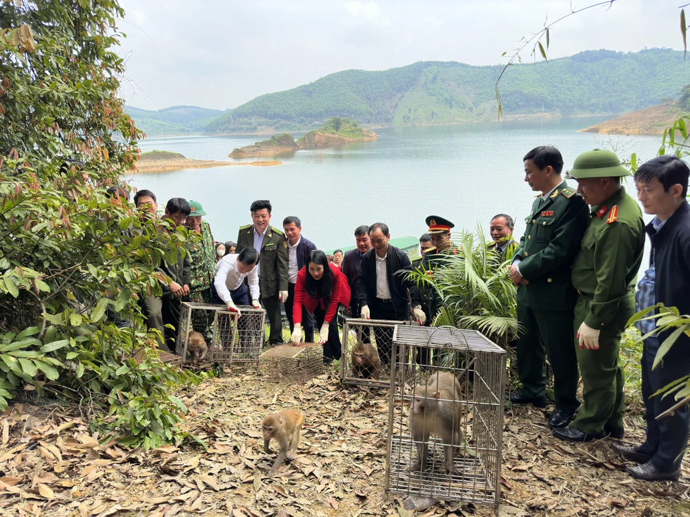 Cơ quan chức năng dự tái thả cá thể động vật hoang dã về tự nhiên