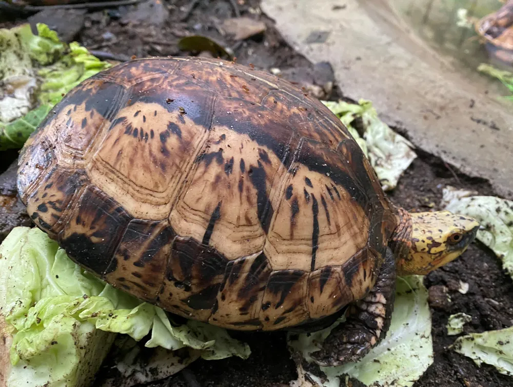 Cá thể rùa trước lúc tái thả về môi trường tự nhiên