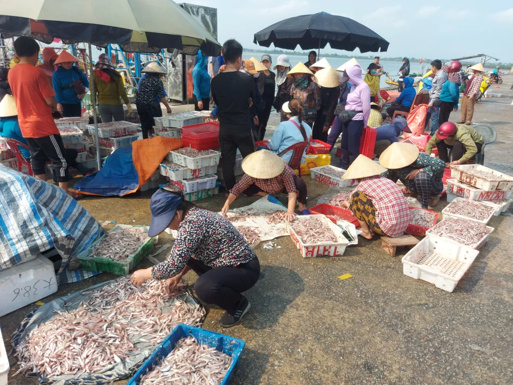 Ngư dân trúng đậm cá cơm biển cũng tạo thêm thu nhập và nhiều việc làm cho lao động địa phương ở trên bờ Ngư dân trúng đậm cá cơm biển cũng tạo thêm thu nhập và nhiều việc làm cho lao động địa phương ở trên bờ