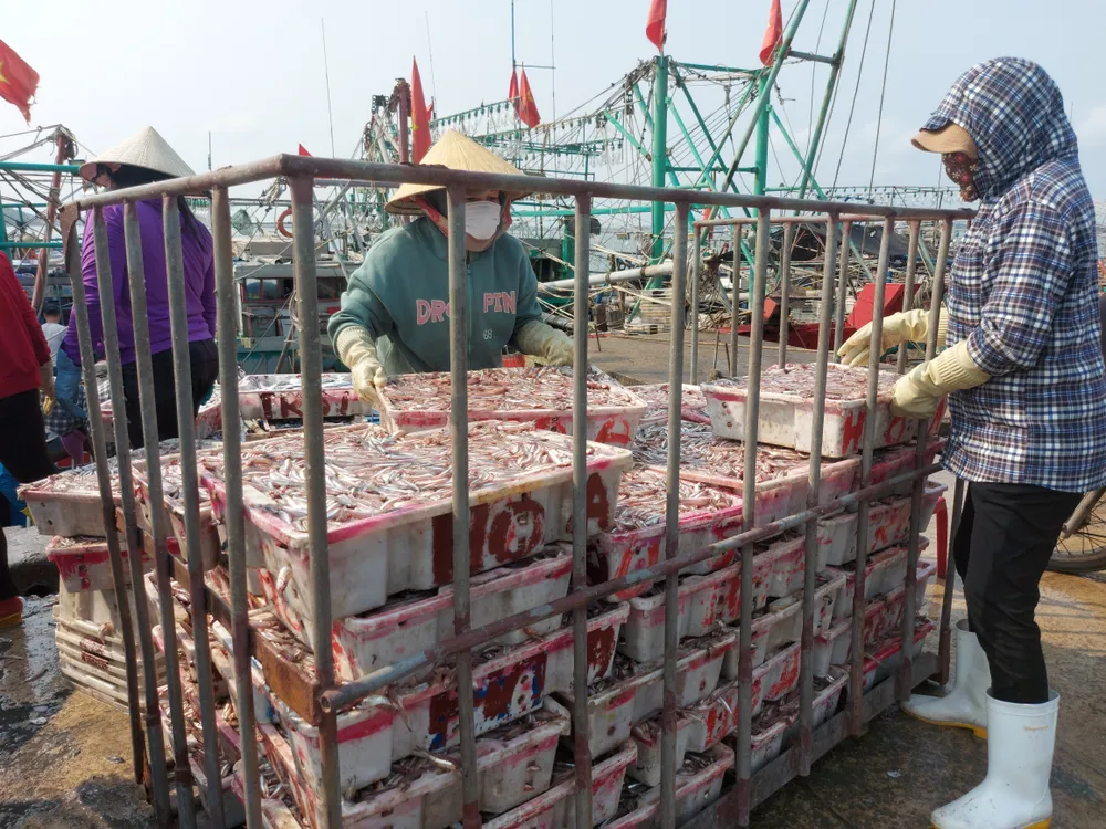 Sắp xếp các khay cá cơm Sắp xếp các khay cá cơm