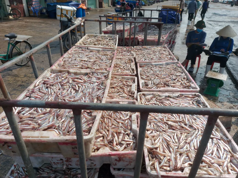 Cá cơm chất đầy các khay nhựa tập kết ở cảng Cá cơm chất đầy các khay nhựa tập kết ở cảng