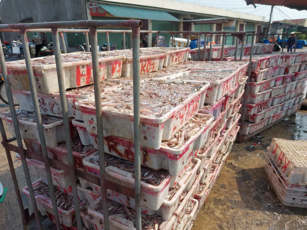 Cảnh bốc xếp, vận chuyển, mua bán cá cơm nhộn nhịp tại cảng Cửa Sót Cảnh bốc xếp, vận chuyển, mua bán cá cơm nhộn nhịp tại cảng Cửa Sót