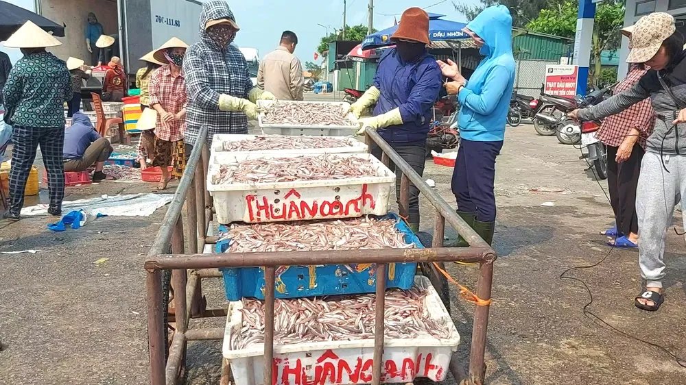 Bốc xếp cá cơm lên xe kéo Bốc xếp cá cơm lên xe kéo