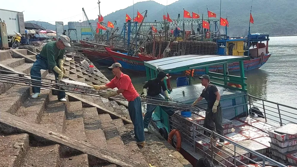 Bốc xếp cá cơm từ tàu lên bến cảng Bốc xếp cá cơm từ tàu lên bến cảng