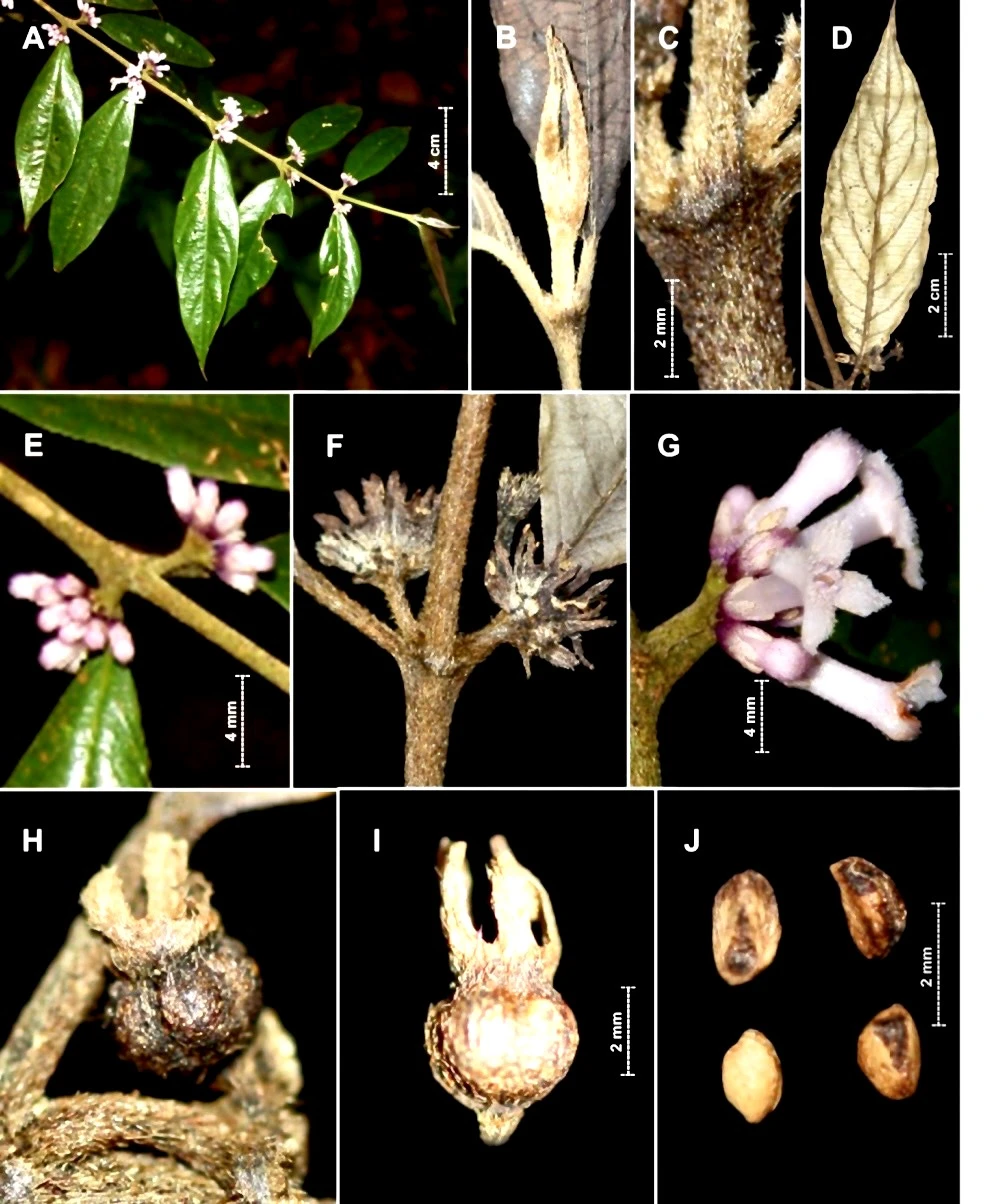 Xú hương Hà Tĩnh (Lasianthus hatinhensis). Nguồn ảnh: Phytotaxa